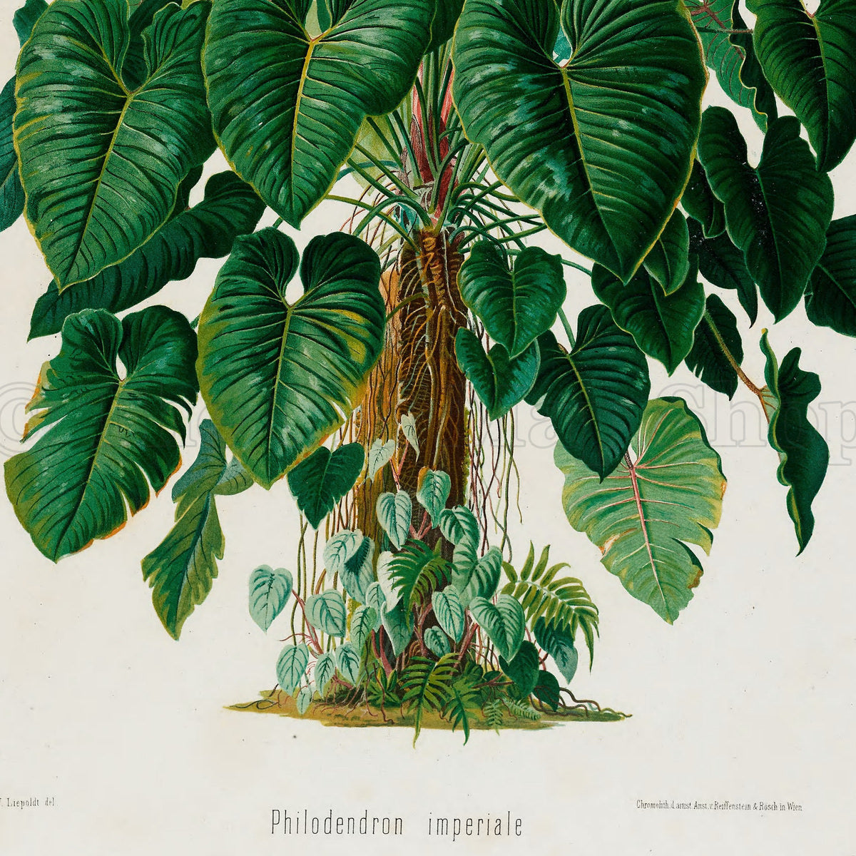 Lower detail of 1879 Philodendron imperiale antique botanical print, Plate 41 by Heinrich Wilhelm Schott. The naturalistic illustration fills the sheet with densely clustered leaves and many visible stems rather than individual scientific diagrams.