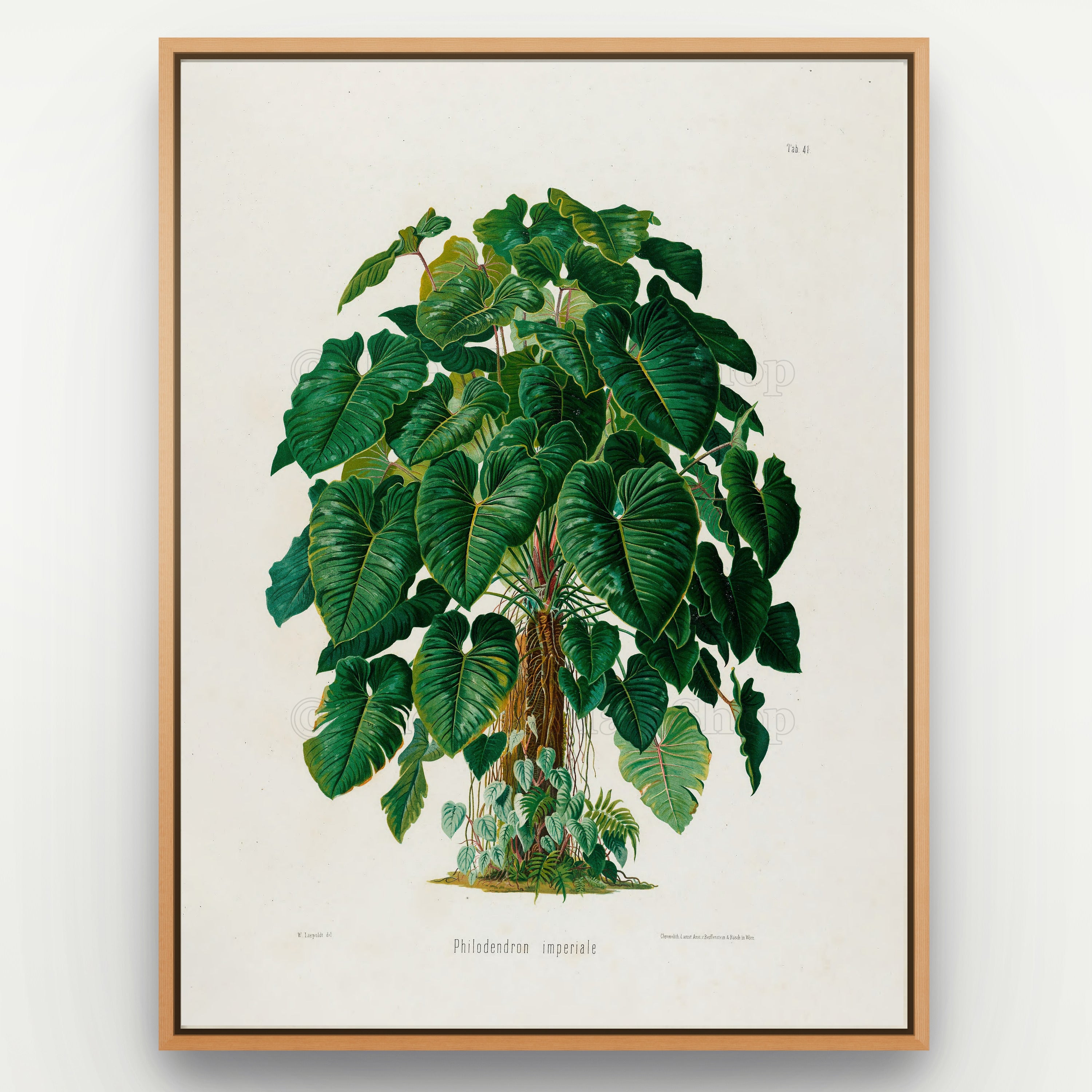1879 Philodendron imperiale antique botanical print, Plate 41 by Heinrich Wilhelm Schott, shown in a natural oak frame as botanical wall art, featuring a large, bushy Philodendron imperiale with an abundance of overlapping green leaves.