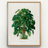 1879 Philodendron imperiale antique botanical print, Plate 41 by Heinrich Wilhelm Schott, shown in a natural oak frame as botanical wall art, featuring a large, bushy Philodendron imperiale with an abundance of overlapping green leaves.