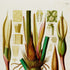 Upper detail of 1879 Philodendron imperiale antique botanical print, Plate 42 by Heinrich Wilhelm Schott, featuring the flowers, spathes and reproductive details of Philodendron imperiale in a dense scientific arrangement.