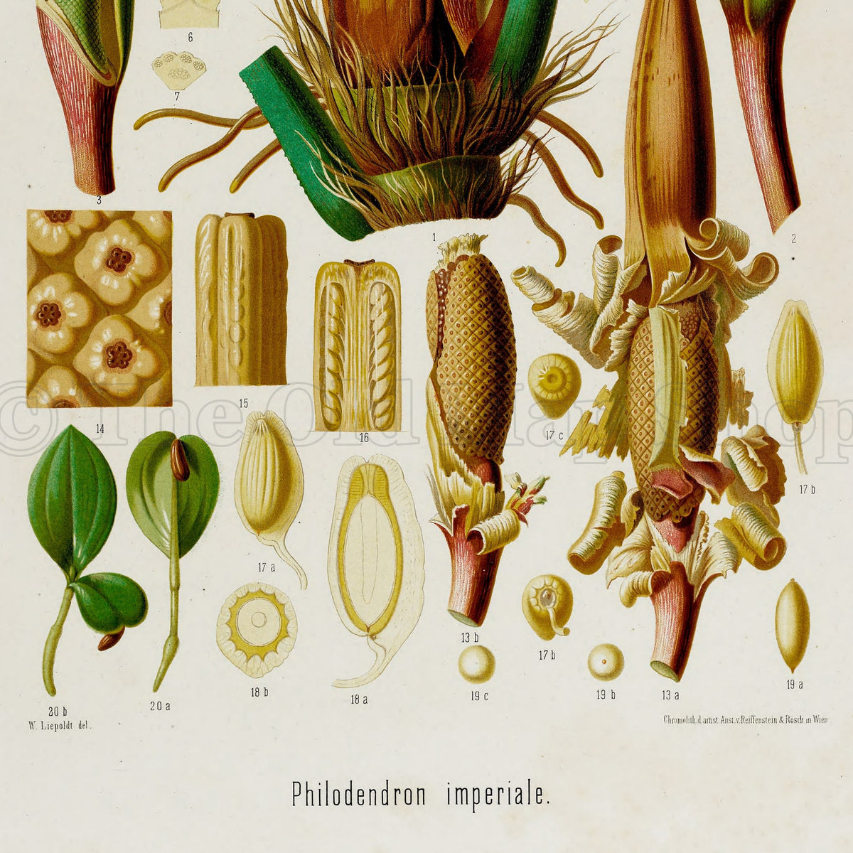 Lower detail of 1879 Philodendron imperiale antique botanical print, Plate 42 by Heinrich Wilhelm Schott. A prominent central floral cluster is flanked by tall spathes and magnified cross-sections, seeds, tissue patterns and smaller botanical parts.