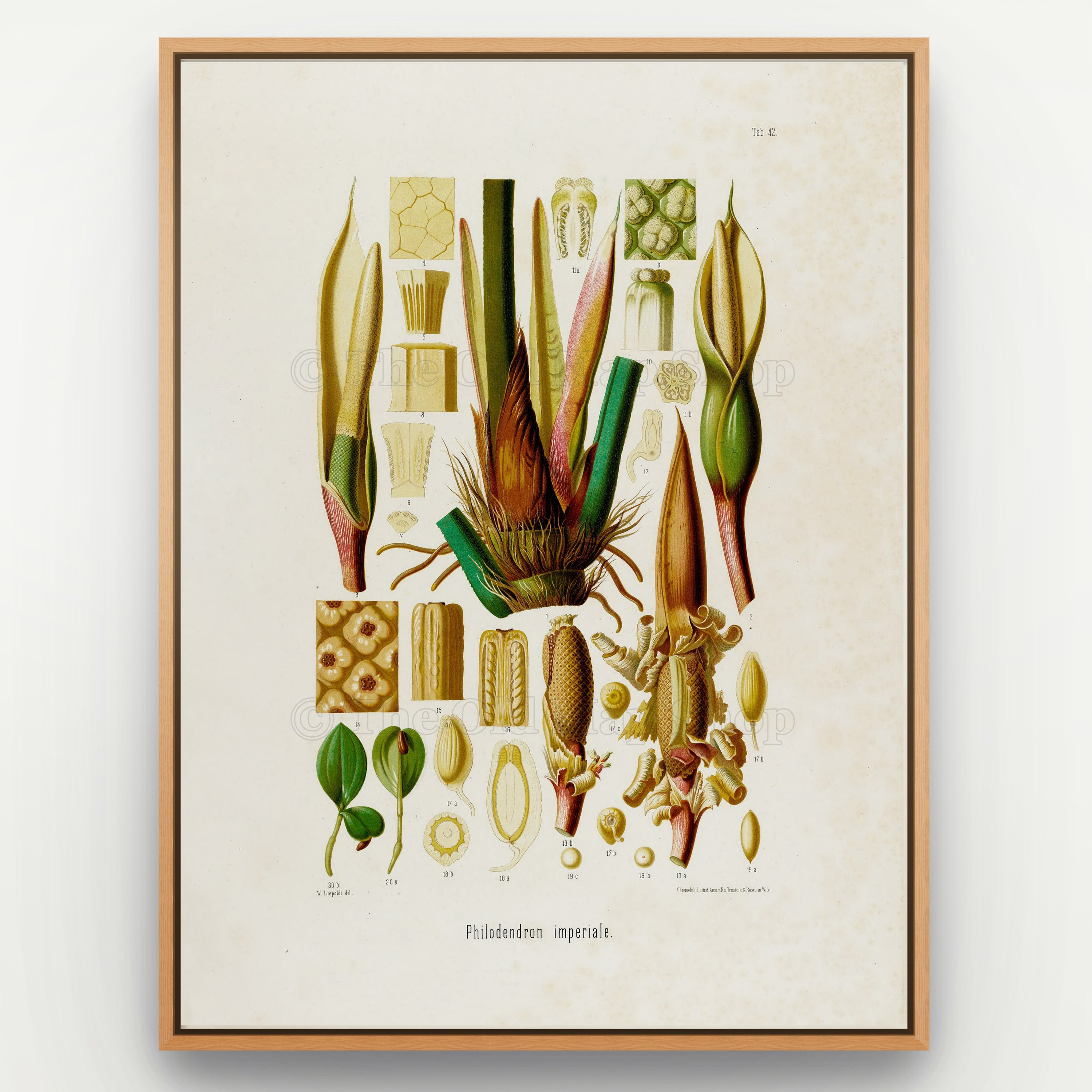1879 Philodendron imperiale antique botanical print, Plate 42 by Heinrich Wilhelm Schott, shown in a natural oak frame as botanical wall art, featuring the flowers, spathes and reproductive details of Philodendron imperiale in a dense scientific arrangement.