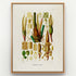 1879 Philodendron imperiale antique botanical print, Plate 42 by Heinrich Wilhelm Schott, shown in a natural oak frame as botanical wall art, featuring the flowers, spathes and reproductive details of Philodendron imperiale in a dense scientific arrangement.