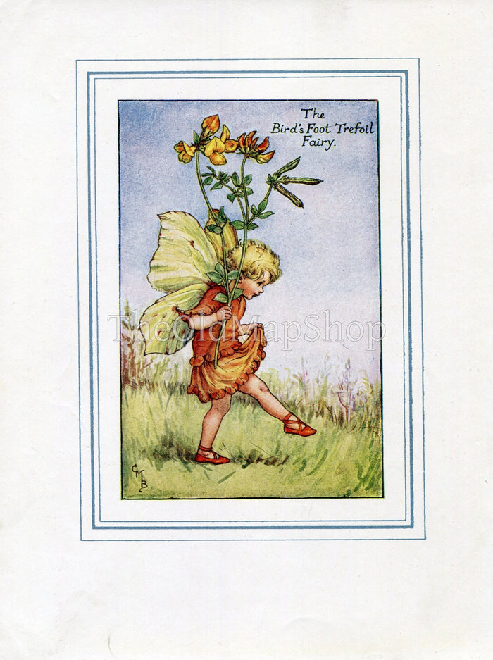 Bird's-Foot Trefoil Flower Fairy 1930's Vintage Print Cicely Barker Summer Book Plate S023