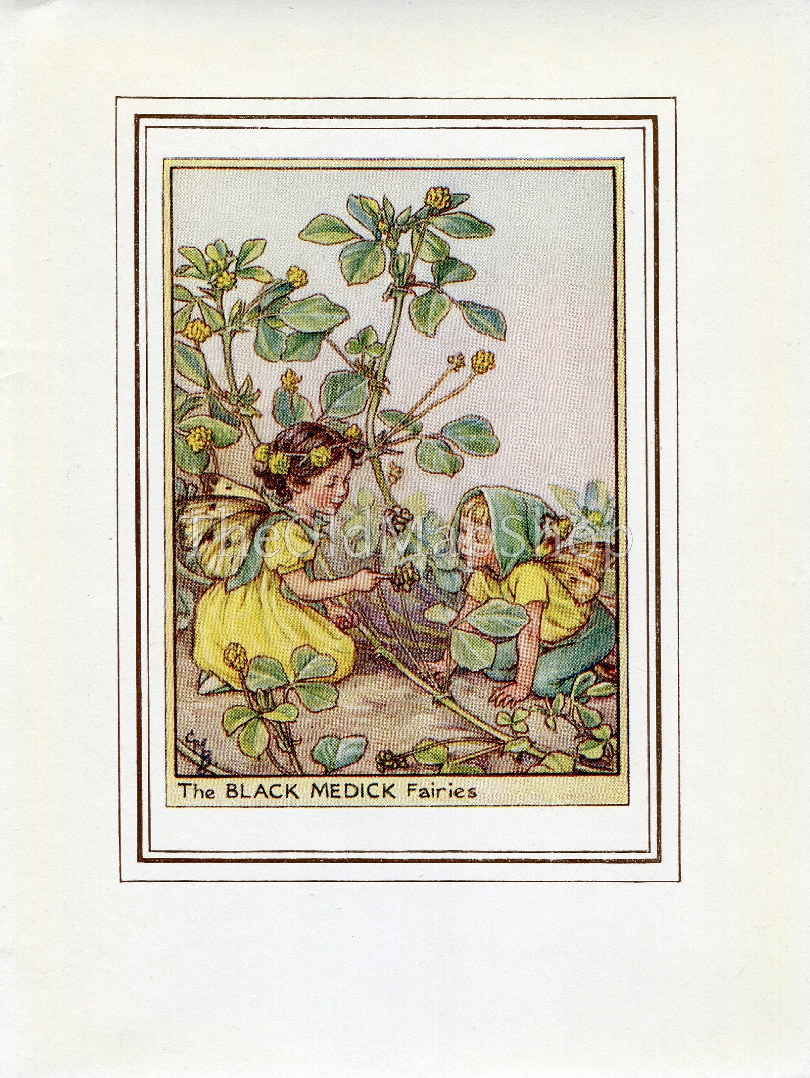 Black Medick Flower Fairy 1950's Vintage Print Cicely Barker Wayside Book Plate W022