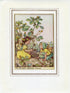 Black Medick Flower Fairy 1950's Vintage Print Cicely Barker Wayside Book Plate W022