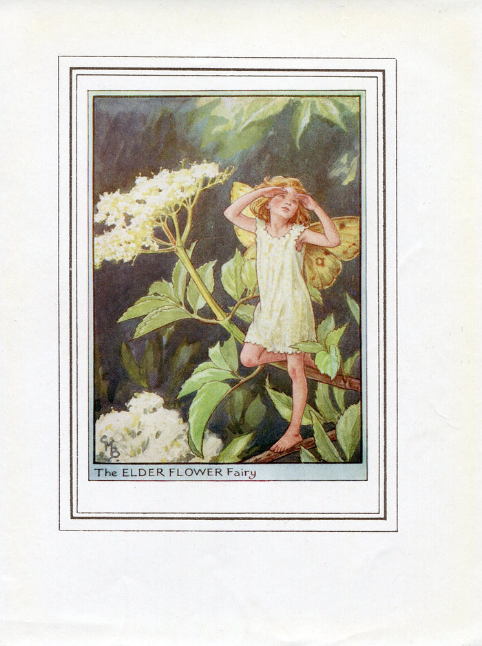 Elder Flower Fairy 1950's Vintage Print Cicely Barker Trees Book Plate T023
