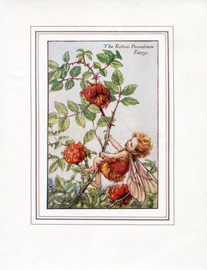 Robin's Pincushion Flower Fairy 1930's Vintage Print Cicely Barker Autumn Book Plate A009