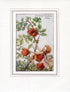 Robin's Pincushion Flower Fairy 1930's Vintage Print Cicely Barker Autumn Book Plate A009