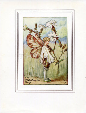 White Campion Flower Fairy 1930's Vintage Print Cicely Barker Summer Book Plate S027