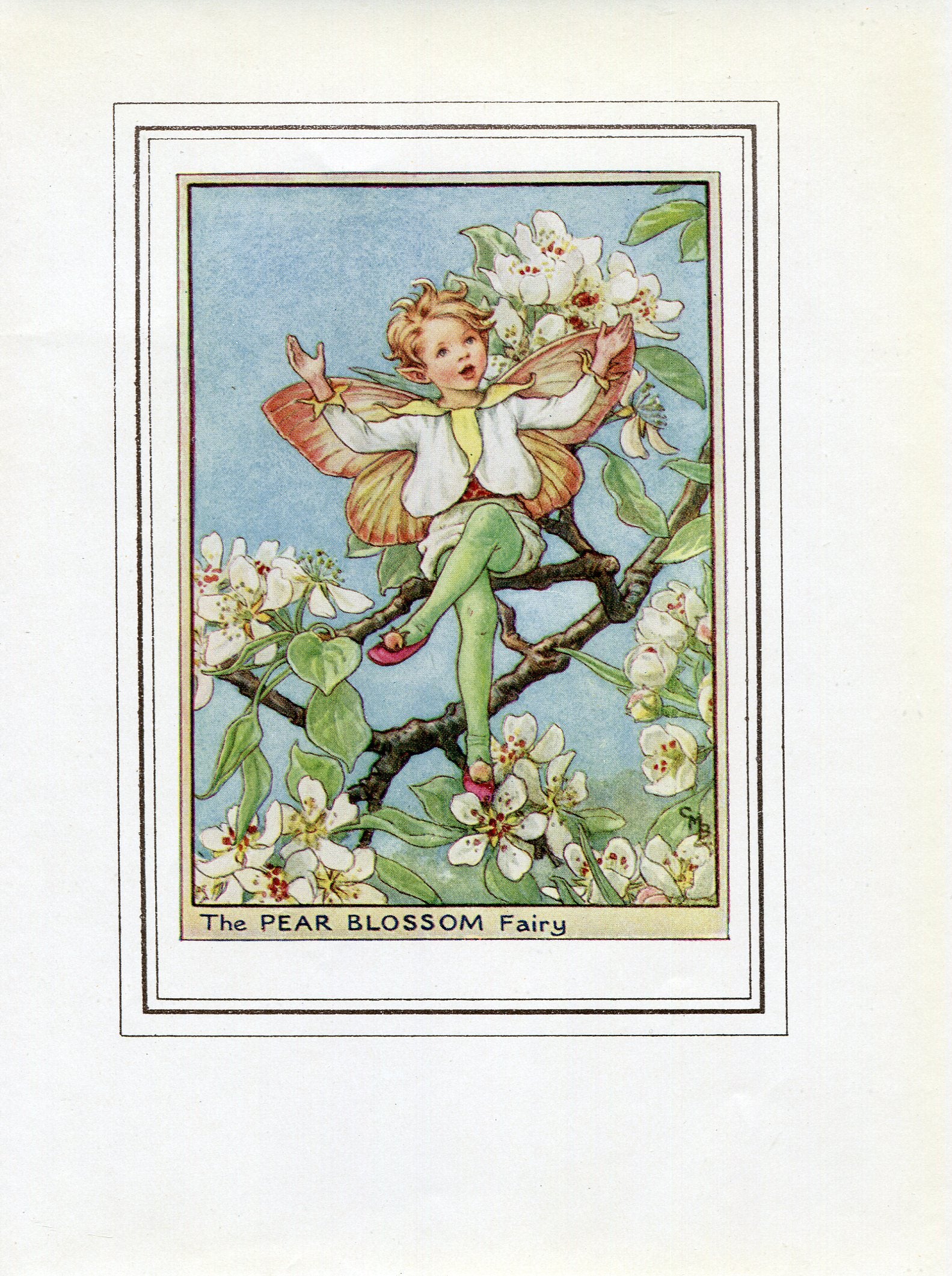 Pear Blossom Flower Fairy 1950's Vintage Print Cicely Barker Trees Book Plate T008