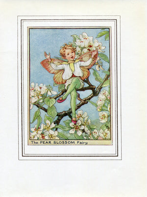 Pear Blossom Flower Fairy 1950's Vintage Print Cicely Barker Trees Book Plate T008