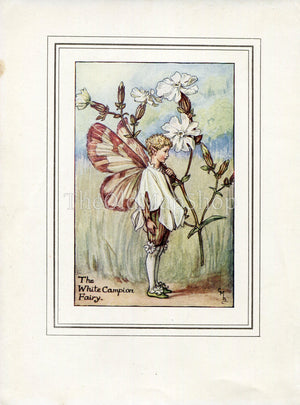 White Campion Flower Fairy 1930's Vintage Print Cicely Barker Summer Book Plate S028