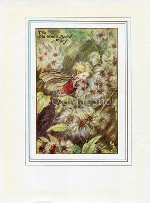 Old-Man's-Beard Flower Fairy 1930's Vintage Print Cicely Barker Autumn Book Plate A052