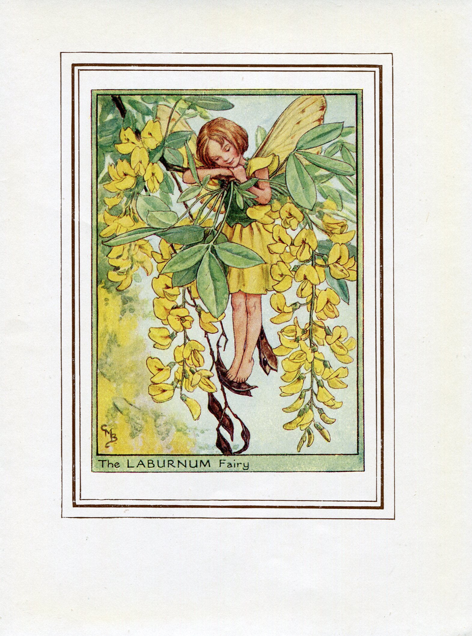 Laburnum Flower Fairy 1950's Vintage Print Cicely Barker Trees Book Plate T016