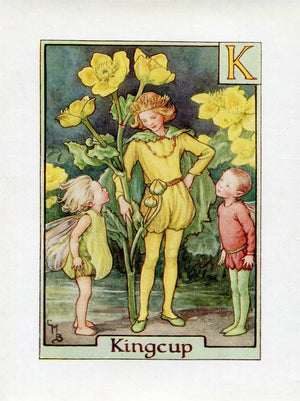 Kingcup Flower Fairy Vintage Print c1940 Cicely Barker Alphabet Letter K Book Plate A023
