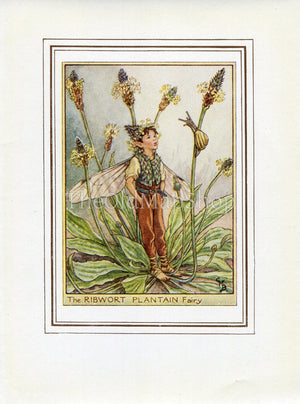 Ribwort Plantain Flower Fairy 1950's Vintage Print Cicely Barker Wayside Book Plate W047