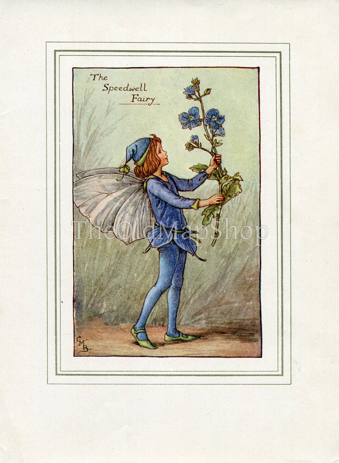 Speedwell Flower Fairy 1930's Vintage Print Cicely Barker Spring Book Plate SP045