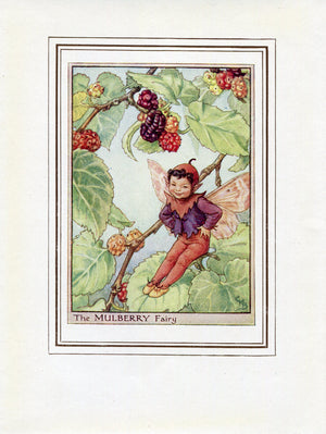 Mulberry Flower Fairy 1950's Vintage Print Cicely Barker Trees Book Plate T037