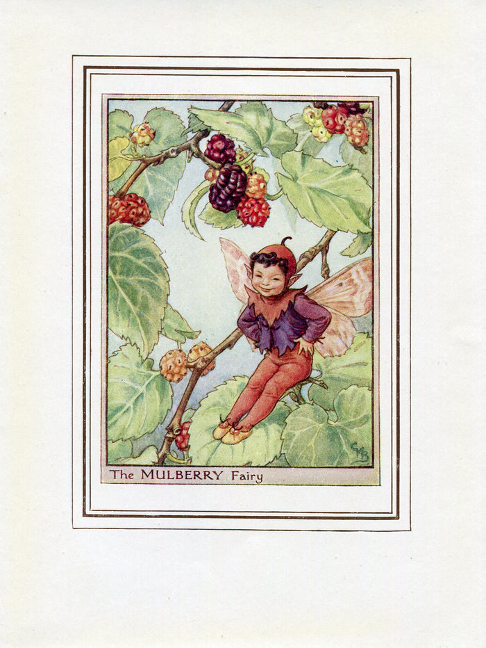 Mulberry Flower Fairy 1950's Vintage Print Cicely Barker Trees Book Plate T037