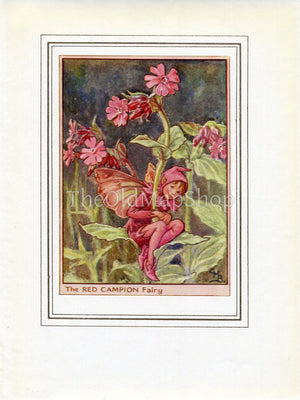 Red Campion Flower Fairy 1950's Vintage Print Cicely Barker Wayside Book Plate W012