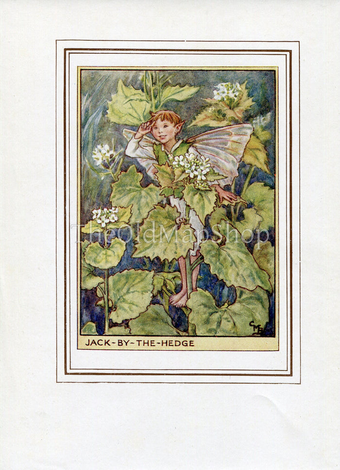 Jack-By-The-Hedge Flower Fairy 1950's Vintage Print Cicely Barker Wayside Book Plate W001