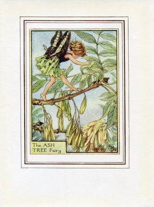 Ash Tree Flower Fairy 1950's Vintage Print Cicely Barker Trees Book Plate T041