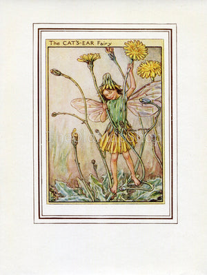 Cat's-Ear Flower Fairy 1950's Vintage Print Cicely Barker Wayside Book Plate W063