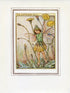 Cat's-Ear Flower Fairy 1950's Vintage Print Cicely Barker Wayside Book Plate W063