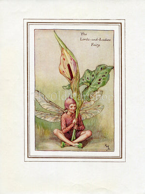 Lords-and-Ladies Flower Fairy 1930's Vintage Print Cicely Barker Spring Book Plate SP047