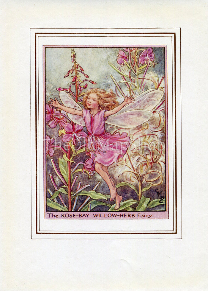 Rose-Bay Willow-Herb Flower Fairy 1950's Vintage Print Cicely Barker Wayside Book Plate W020