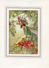 Nightshade Berry Flower Fairy 1930's Vintage Print Cicely Barker Autumn Book Plate A030