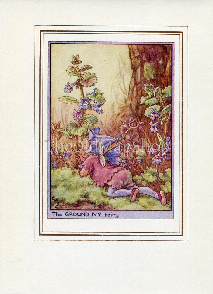 Ground Ivy Flower Fairy 1950's Vintage Print Cicely Barker Wayside Book Plate W007