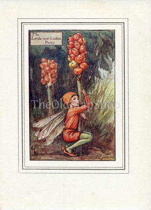 Lords-and-Ladies Flower Fairy 1930's Vintage Print Cicely Barker Autumn Book Plate A004