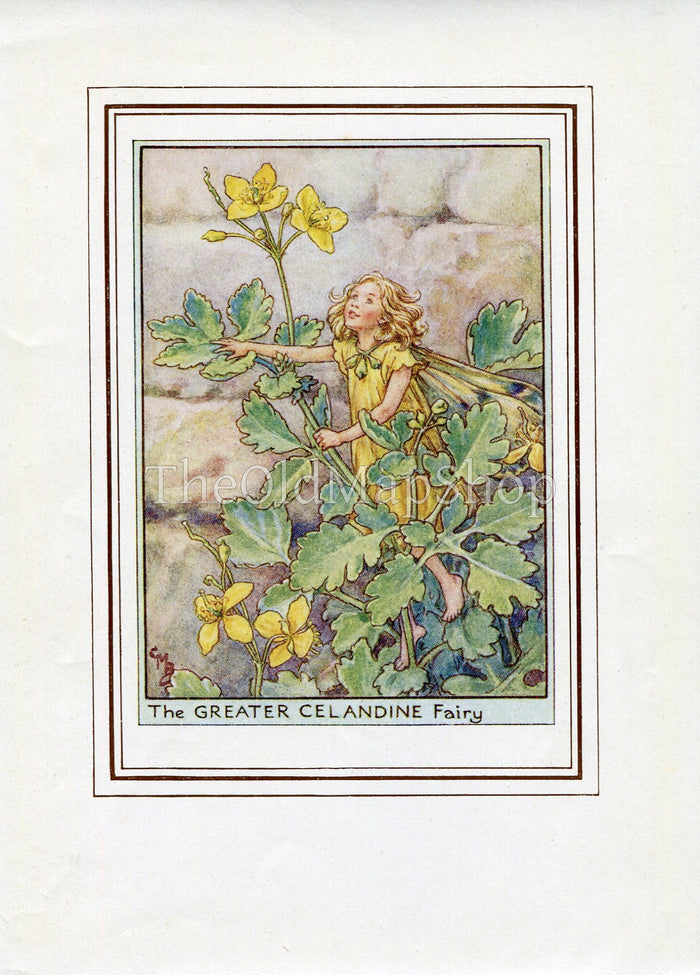 Greater Celandine Flower Fairy 1950's Vintage Print Cicely Barker Wayside Book Plate W004
