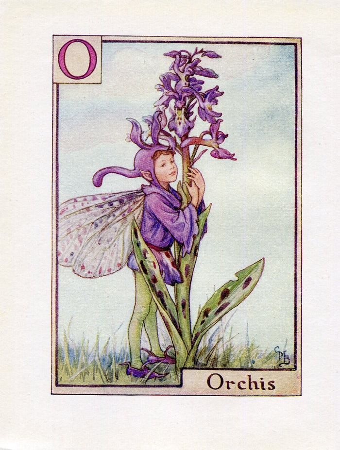 Orchis Flower Fairy Vintage Print c1940 Cicely Barker Alphabet Letter O Book Plate A034