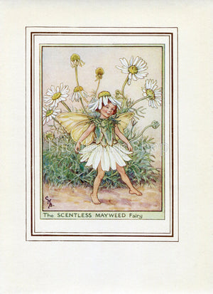 Scentless Mayweed Flower Fairy 1950's Vintage Print Cicely Barker Wayside Book Plate W016