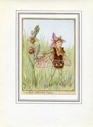 Bee Orchis Flower Fairy 1950's Vintage Print Cicely Barker Wayside Book Plate W026