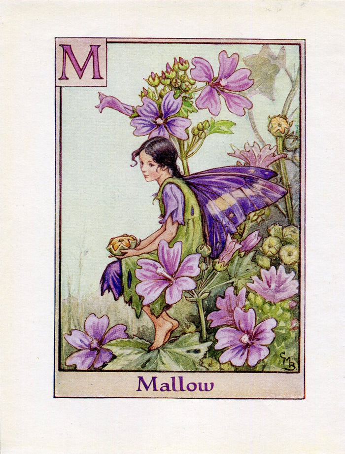 Mallow Flower Fairy Vintage Print c1940 Cicely Barker Alphabet Letter M Book Plate A029