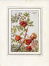 Robin's Pincushion Flower Fairy 1930's Vintage Print Cicely Barker Autumn Book Plate A011