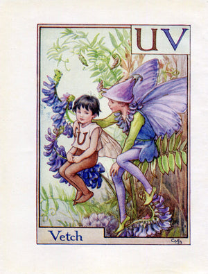 Vetch Flower Fairy Vintage Print c1940 Cicely Barker Alphabet Letter U V Book Plate A049