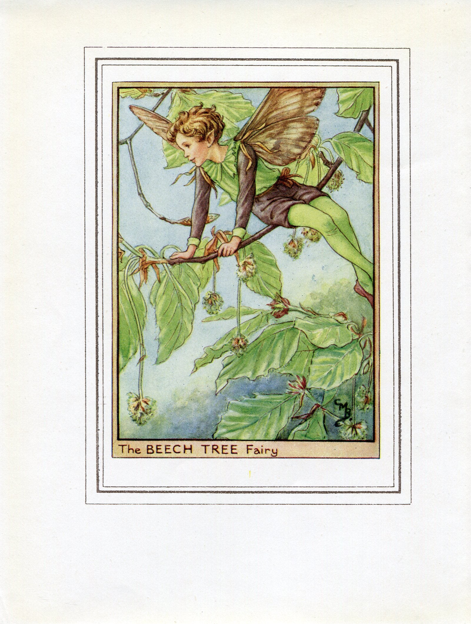 Beech Tree Flower Fairy 1950's Vintage Print Cicely Barker Trees Book Plate T013