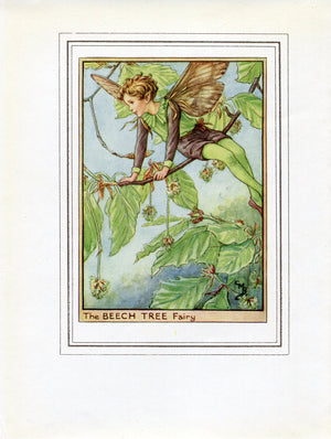 Beech Tree Flower Fairy 1950's Vintage Print Cicely Barker Trees Book Plate T013