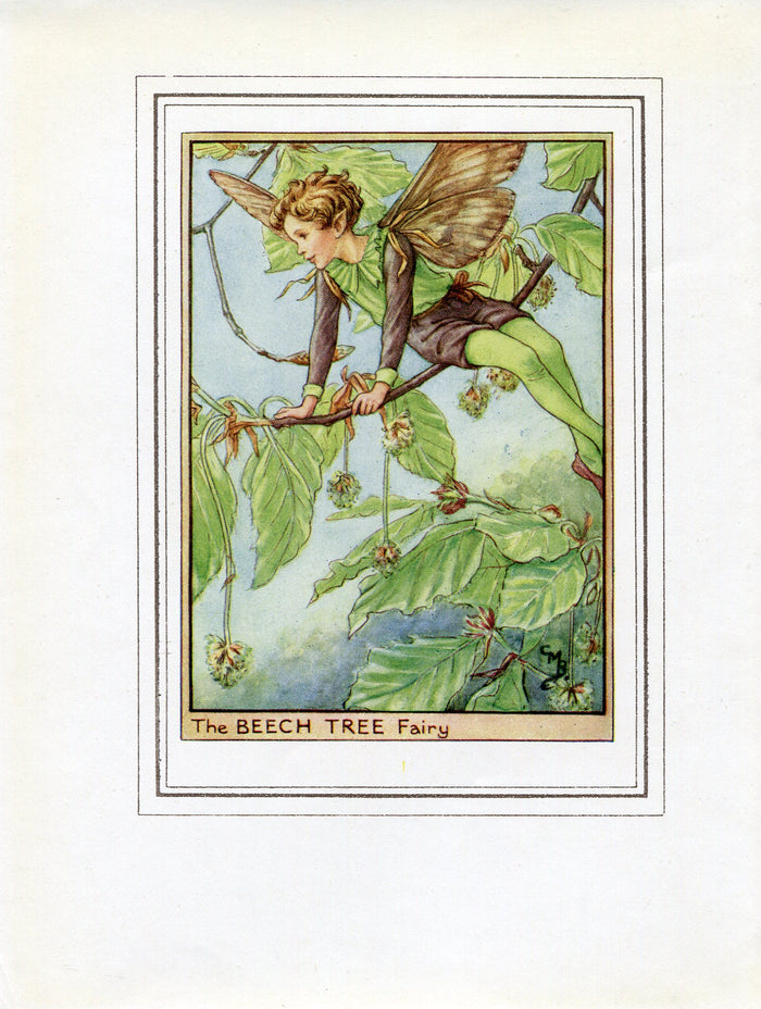 Beech Tree Flower Fairy 1950's Vintage Print Cicely Barker Trees Book Plate T013