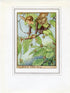 Beech Tree Flower Fairy 1950's Vintage Print Cicely Barker Trees Book Plate T013