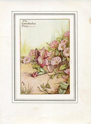 Convolvulus Flower Fairy 1930's Vintage Print Cicely Barker Summer Book Plate S014