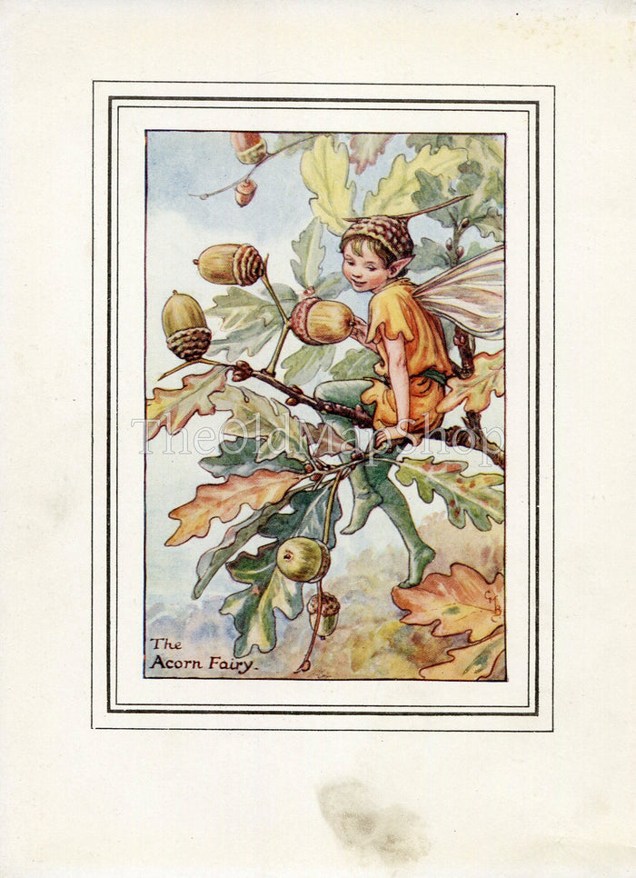 Acorn Flower Fairy 1930's Vintage Print Cicely Barker Autumn Book Plate A018