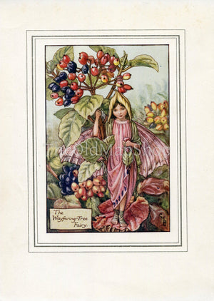 Wayfaring-Tree Flower Fairy 1930's Vintage Print Cicely Barker Autumn Book Plate A007