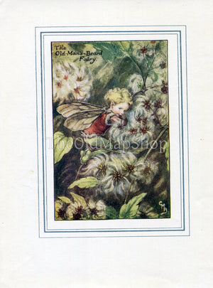 Old-Man's-Beard Flower Fairy 1930's Vintage Print Cicely Barker Autumn Book Plate A053