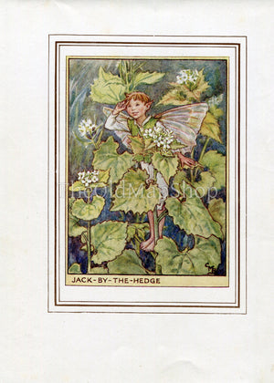 Jack-By-The-Hedge Flower Fairy 1950's Vintage Print Cicely Barker Wayside Book Plate W002